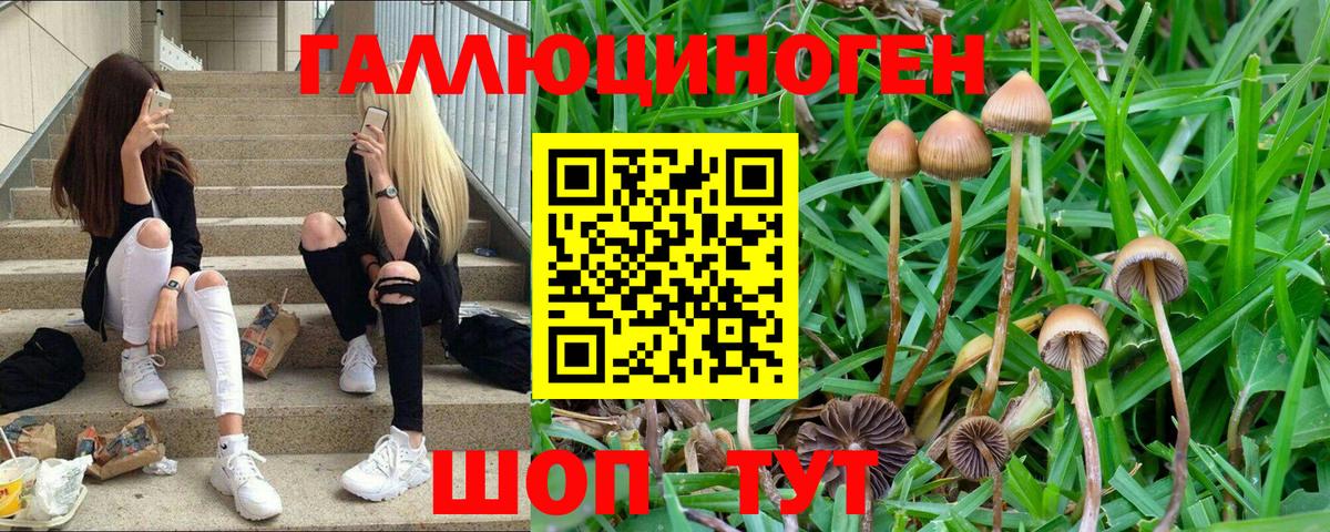 Псилоцибиновые грибы Psilocybine cubensis  Вход с VPN  Галлюциногенные грибы прущие грибы  Белореченск 
